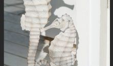 VICTOR o VICTORIA Style